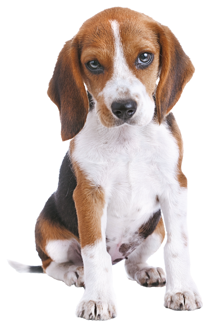 Just 4 Paws Just 4 Paws