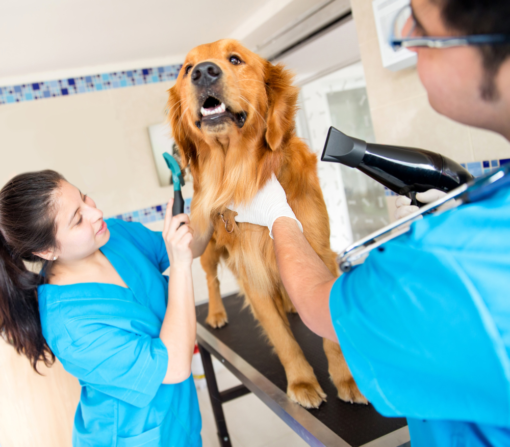 The Best Local Dog Grooming Options